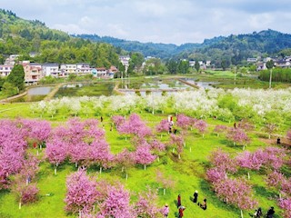 海棠花陸續綻放